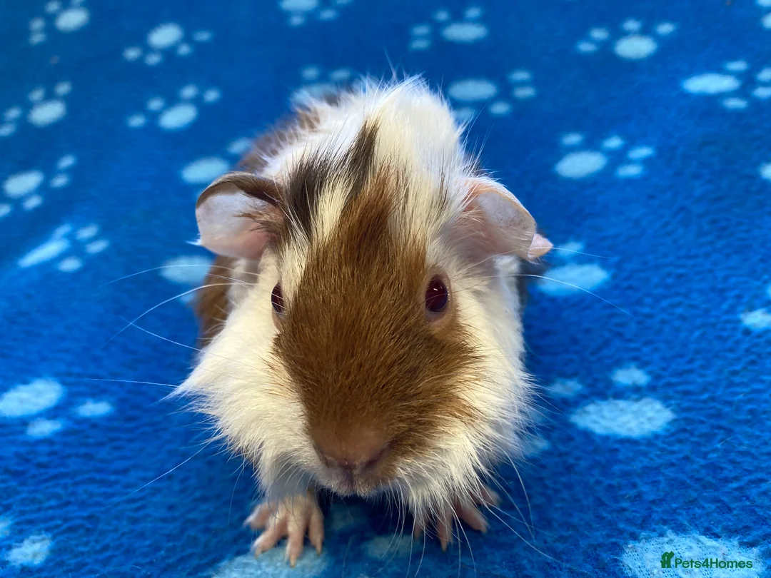 Guinea Pig rodents for sale: Baby guinea pig brothers ready to leave  - Advert 5