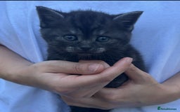 British Shorthair cats for sale: Kittens for forever homes - Image 4