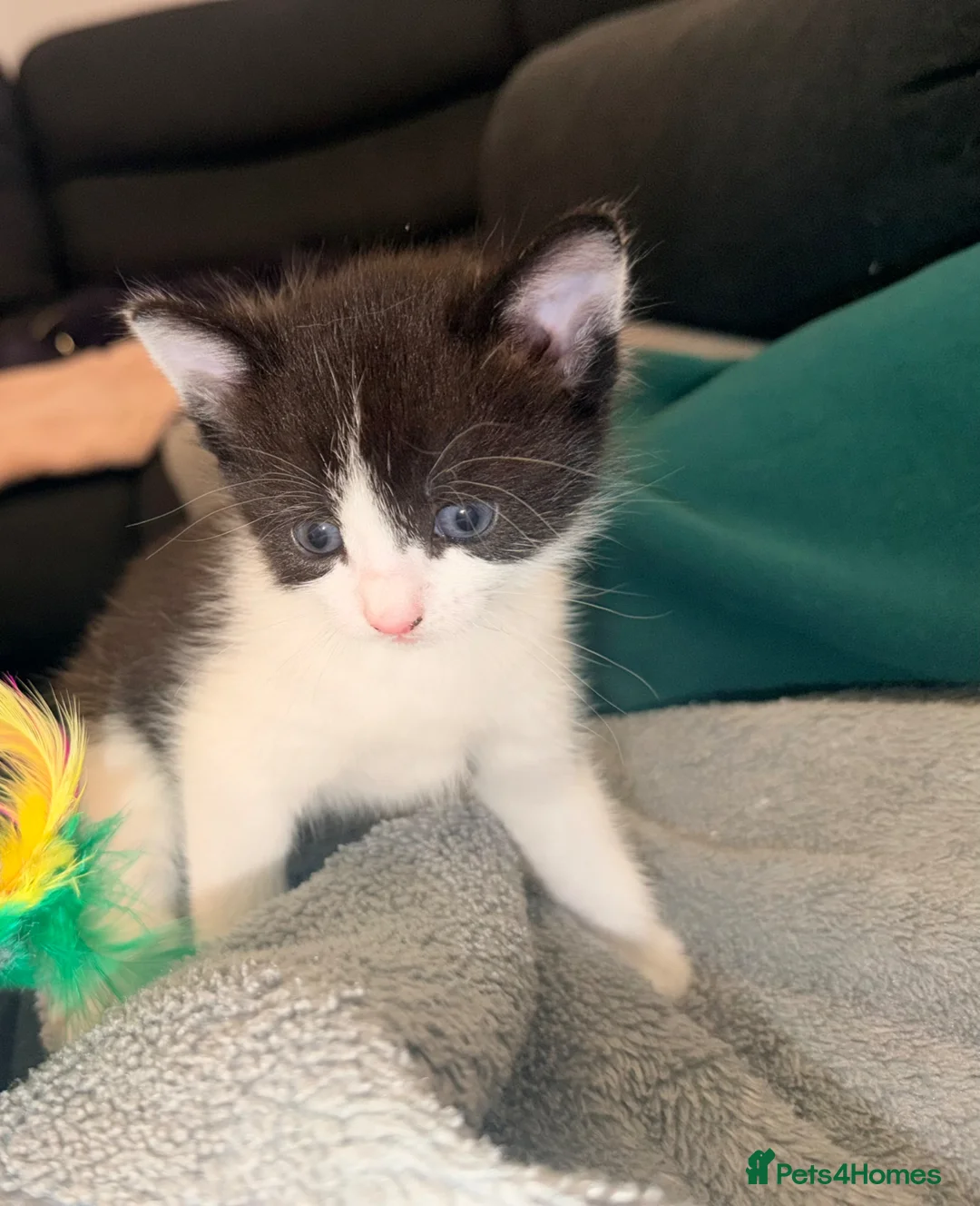 Mixed Breed cats for sale: Short haired female - Advert 2