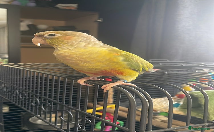 Conures birds - Advert 3
