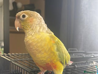 Conures birds - Advert 2