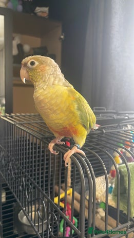 Conures birds - Advert 2