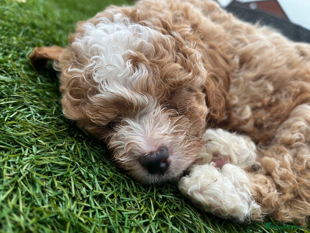 Cavapoo dogs for sale: Beautiful cavapoo puppies  - Image 13