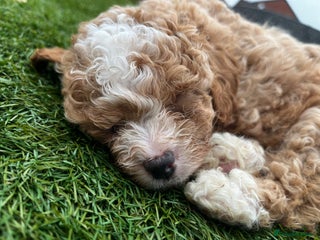 Cavapoo dogs - Advert 4