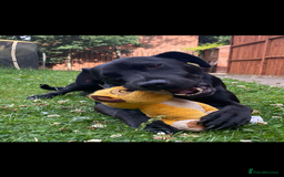 Patterdale Terrier dogs for sale: 6 year old patterdale terrier  - Image 3