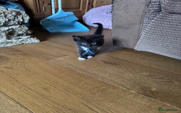 Mixed Breed cats for sale: British shorthair/ Ragdoll cross - Image 5