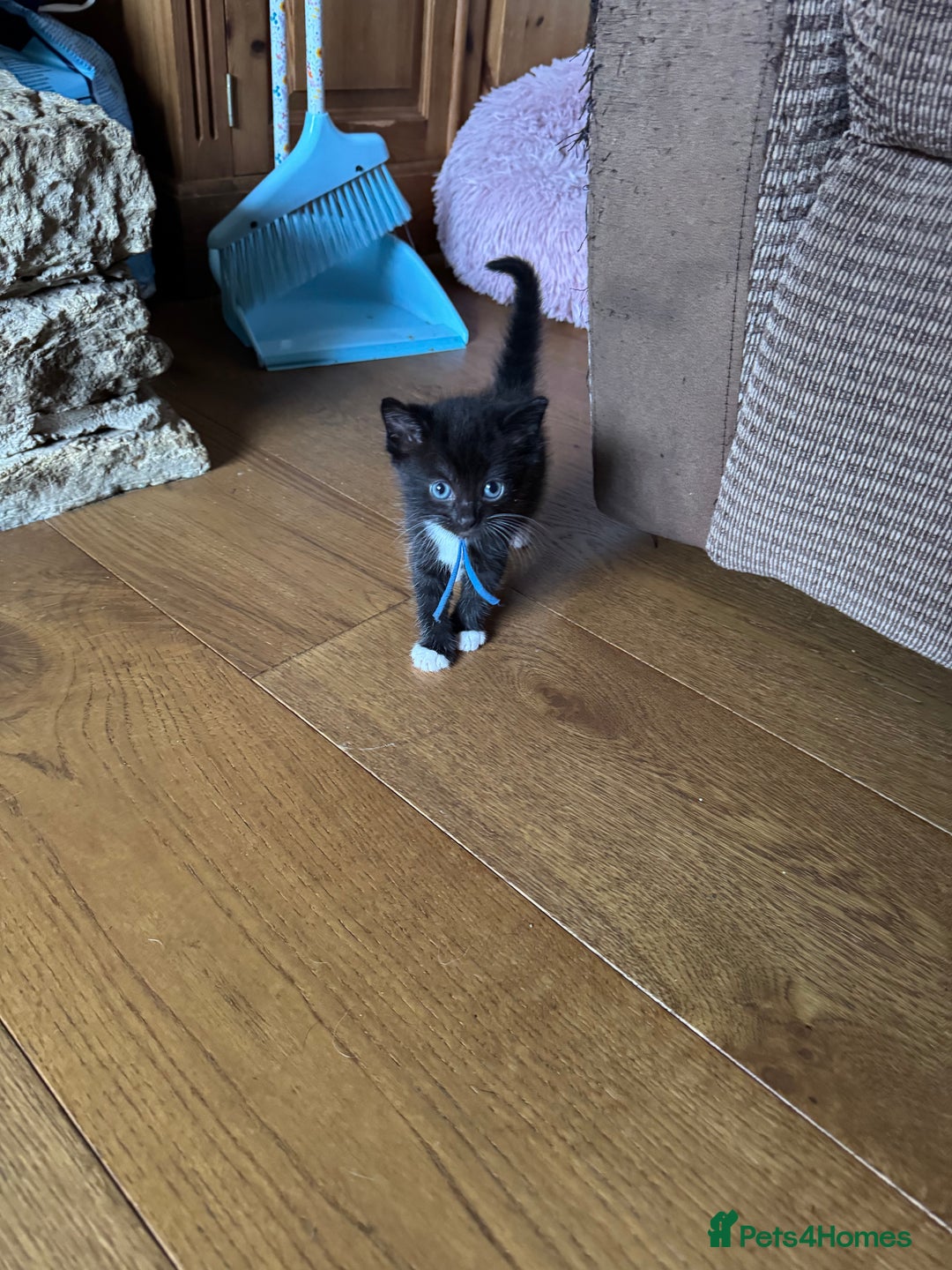 Mixed Breed cats for sale: British shorthair/ Ragdoll cross - Image 5