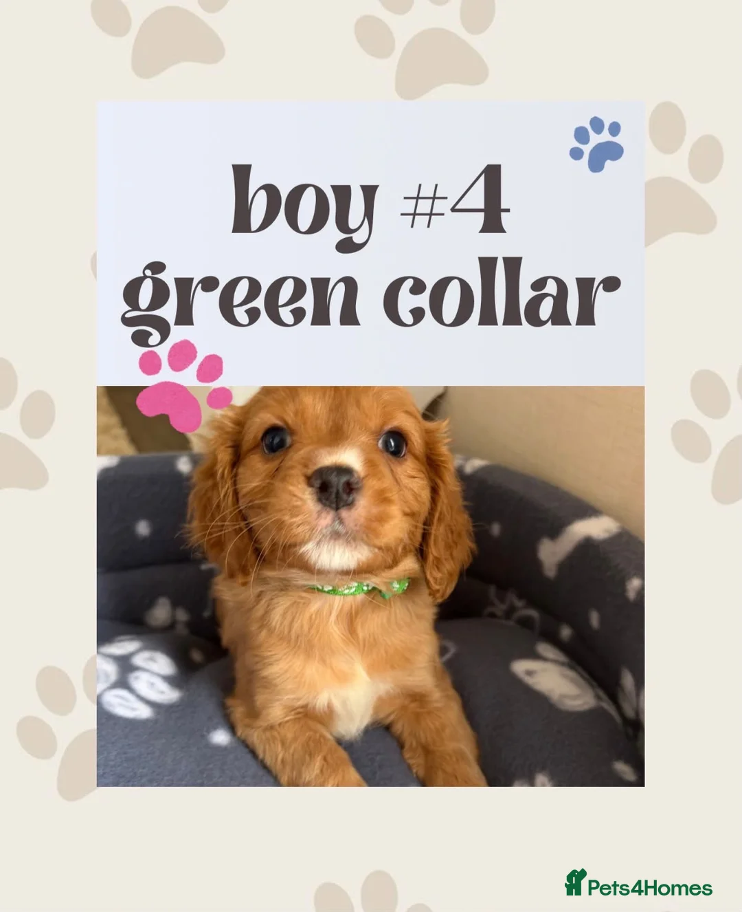 Mixed Breed dogs for sale: Cavapoo Puppies  - Advert 14