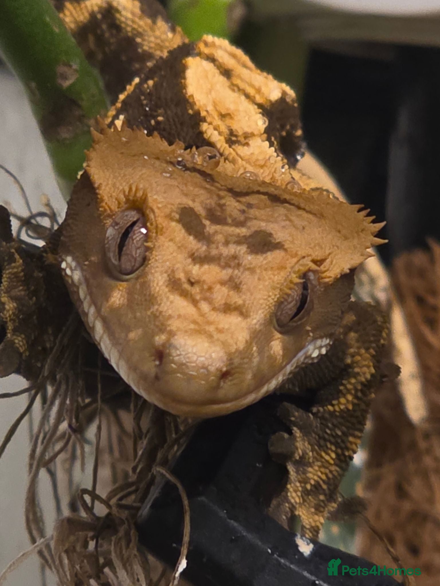 Gecko reptiles Juvenile Crested Geckos - Advert 17