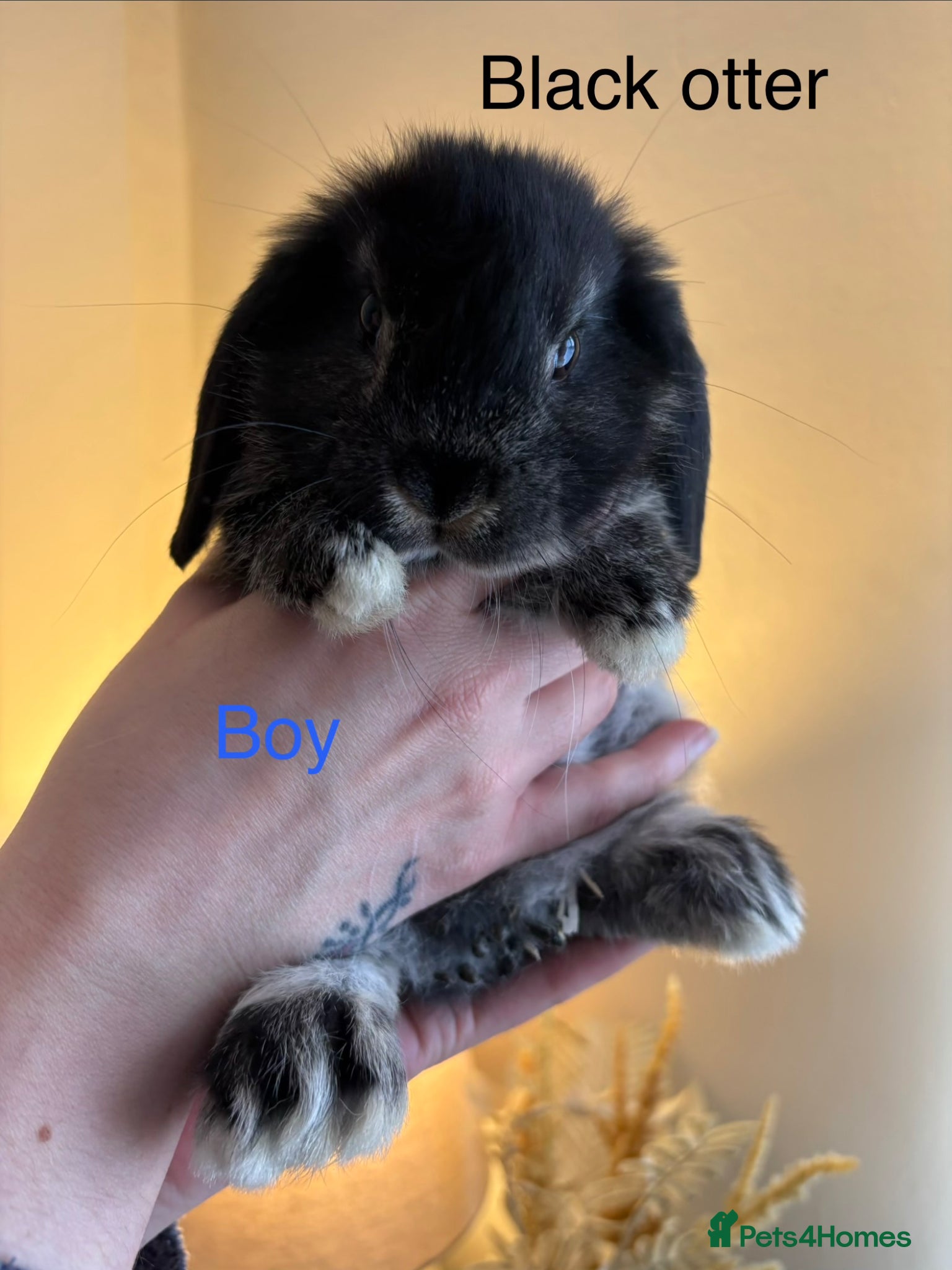 Mini Lop rabbits Beautiful Mini Lop Bunnies - 1 boy left!!  - Advert 1