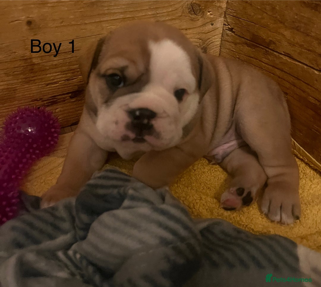 English Bulldog dogs for sale: Kc reg English bulldog puppies 🏴󠁧󠁢󠁥󠁮󠁧󠁿 - Image 26