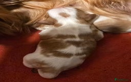 Cavalier King Charles Spaniel dogs for sale: Specialist tested Cavalier King charles  - Image 6