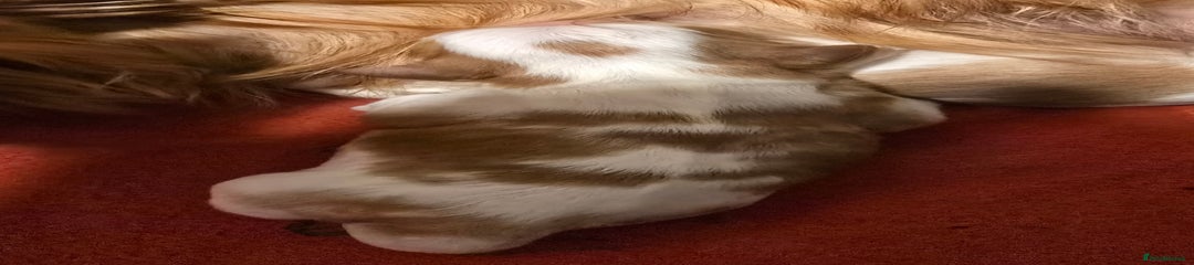 Cavalier King Charles Spaniel Puppy 2