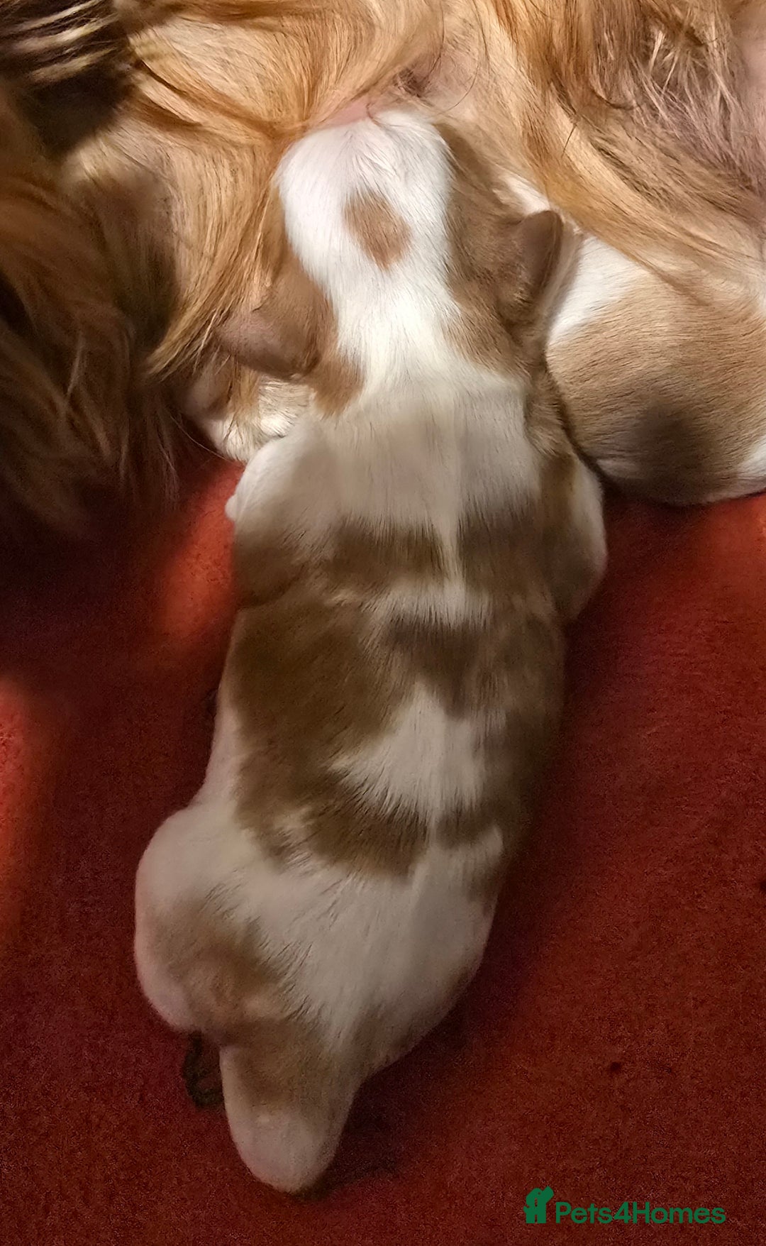 Cavalier King Charles Spaniel dogs for sale: Specialist tested Cavalier King charles  - Image 6