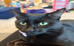 Mixed Breed cats for sale: Mixed breed black female kitten - Image 1