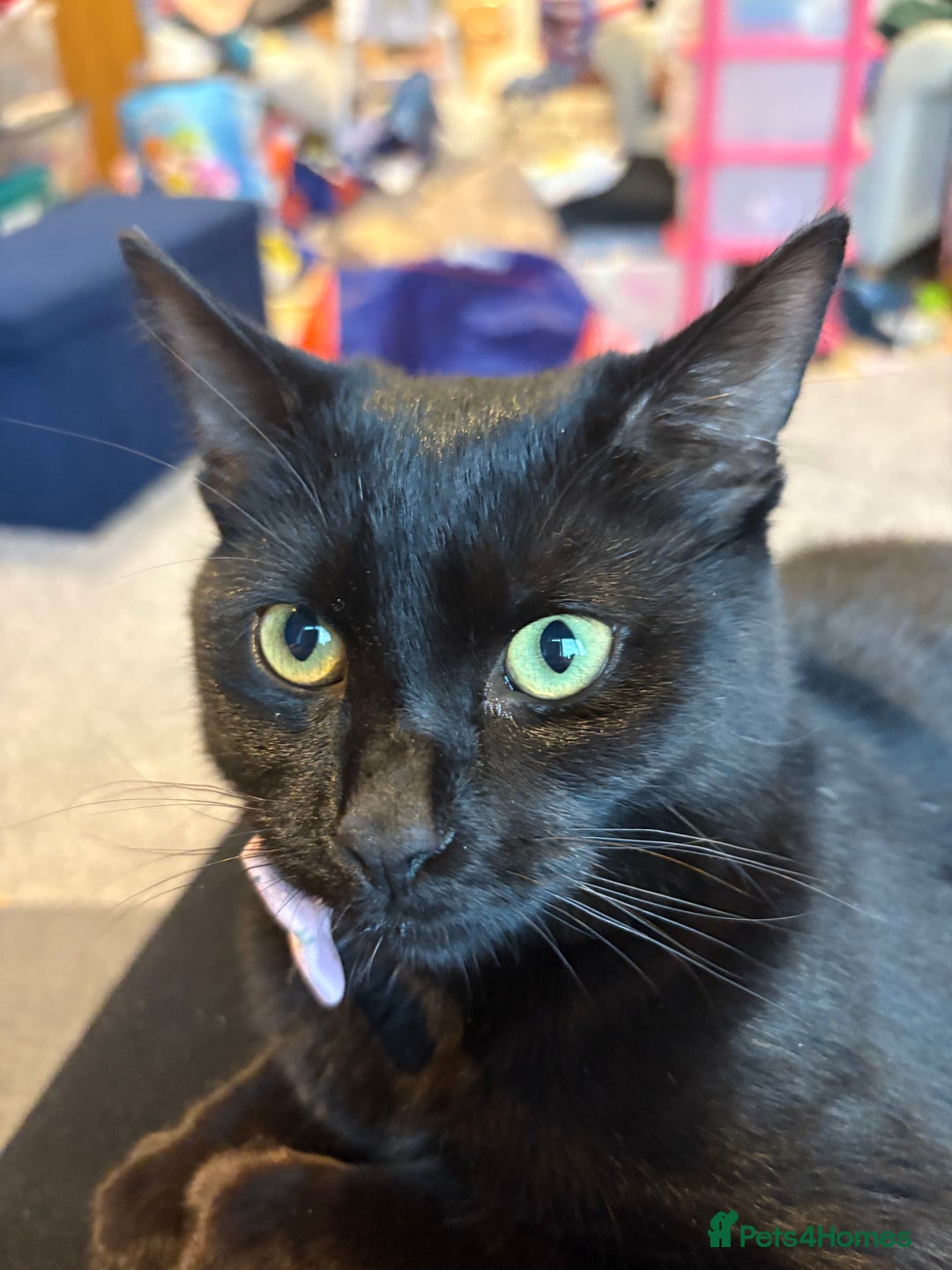 Mixed Breed cats for sale: Mixed breed black female kitten - Image 1