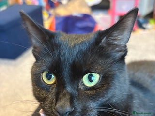 Mixed Breed cats for sale - Advert 1