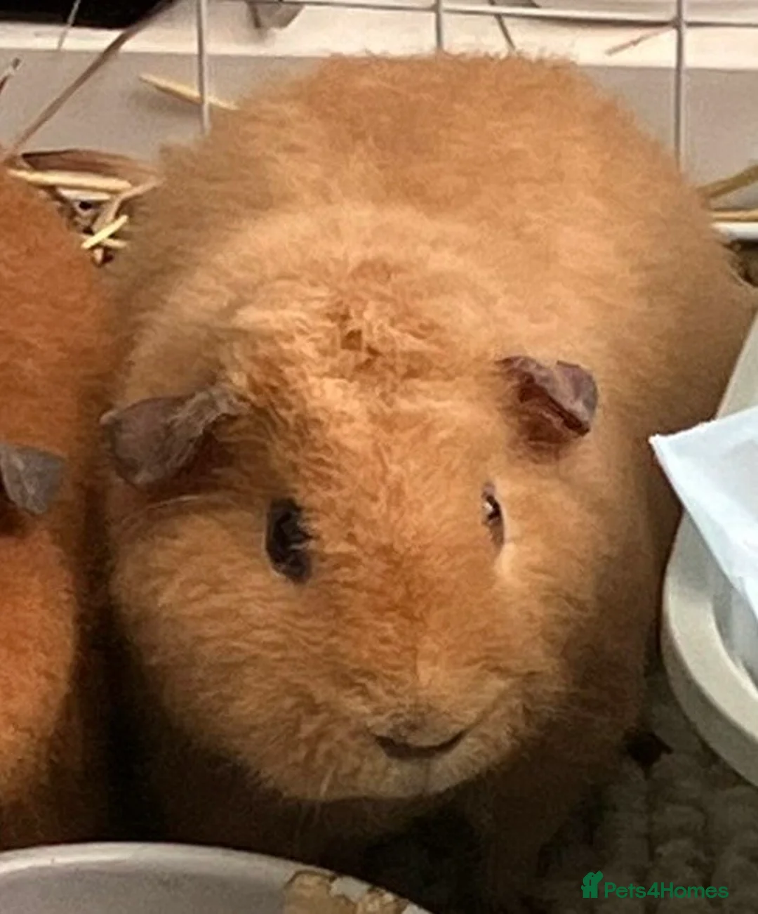 Guinea Pig rodents for sale: Boar Teddy Guinea pig  - Advert 2