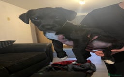 Mixed Breed dogs for sale: Patterjack puppies  - Image 3