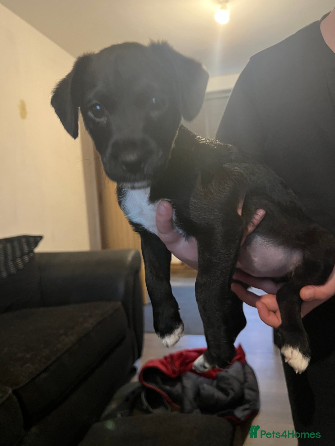 Mixed Breed dogs for sale: Patterjack puppies  - Image 3