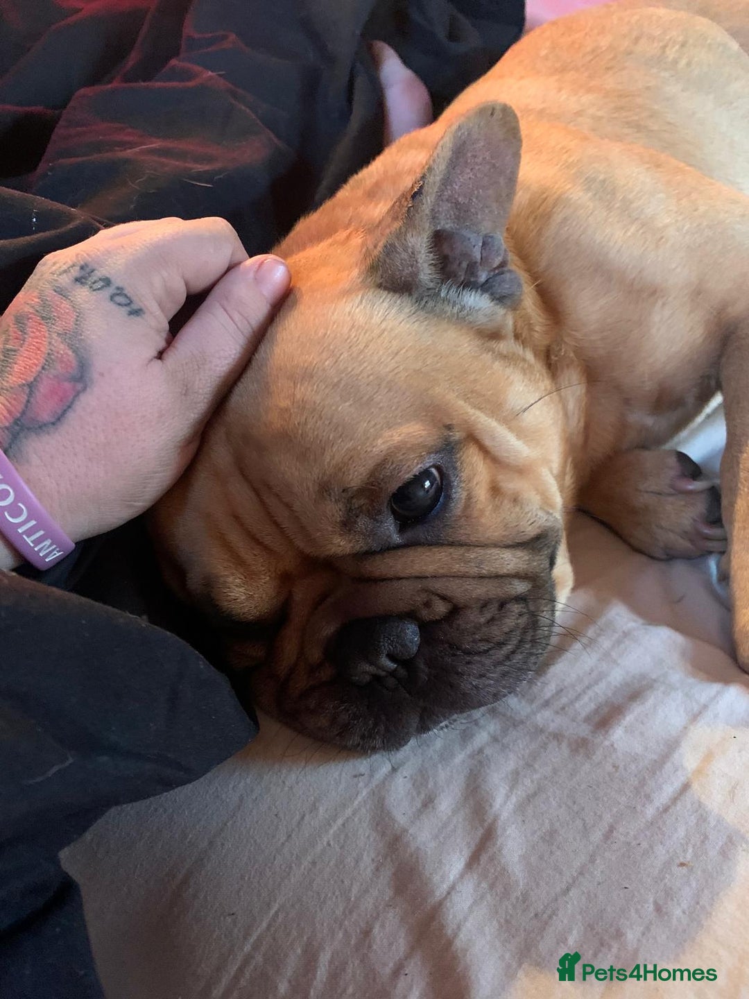 French Bulldog dogs for sale: Buster The Frenchie - Image 2