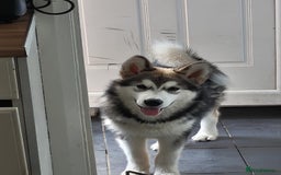 Alaskan Malamute dogs for sale: Gorgeous male Alaskan malamute male puppy - Image 1