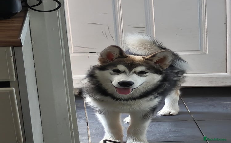 Alaskan Malamute dogs - Advert 1