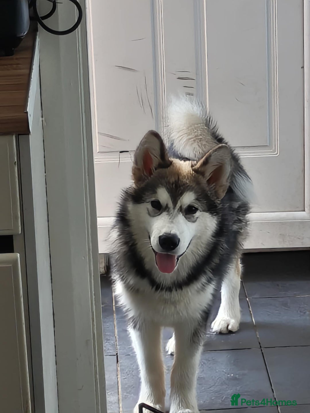 Alaskan Malamute dogs for sale: Gorgeous male Alaskan malamute male puppy - Image 1