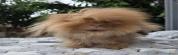 Mini Lion Lop rabbits for sale: Male  angora x mini lop  called Elvis)  - Advert 1