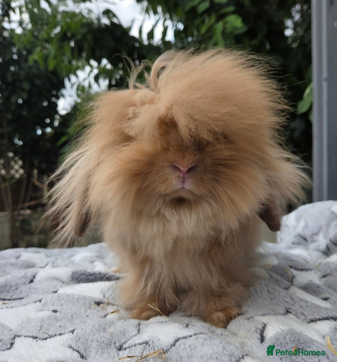 Mini Lion Lop rabbits for sale: Male  angora x mini lop  called Elvis)  - Advert 1