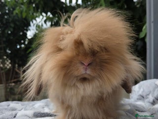 Mini Lion Lop rabbits Male angora x mini lop called Elvis) - Advert 6