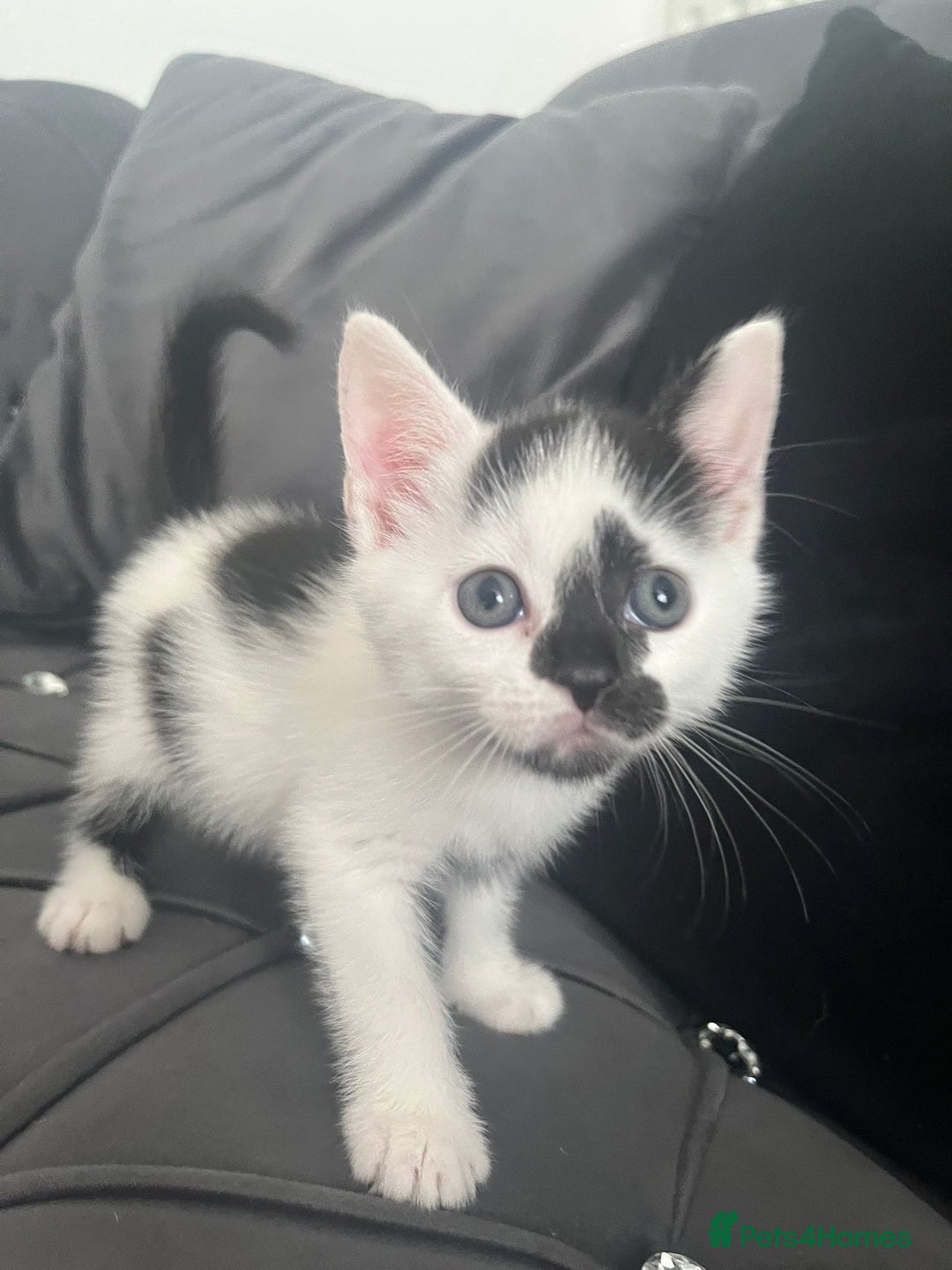 Mixed Breed cats for sale: Lovely kittens - Image 9