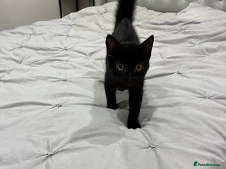 British Shorthair cats - Advert 13