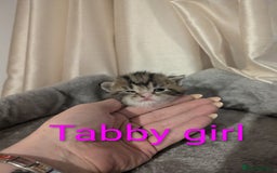 Mixed Breed cats for sale: Playful kittens  - Image 8