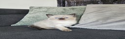 Ragdoll cats for sale: Ragdoll kittens (2 boys only) - Advert 2