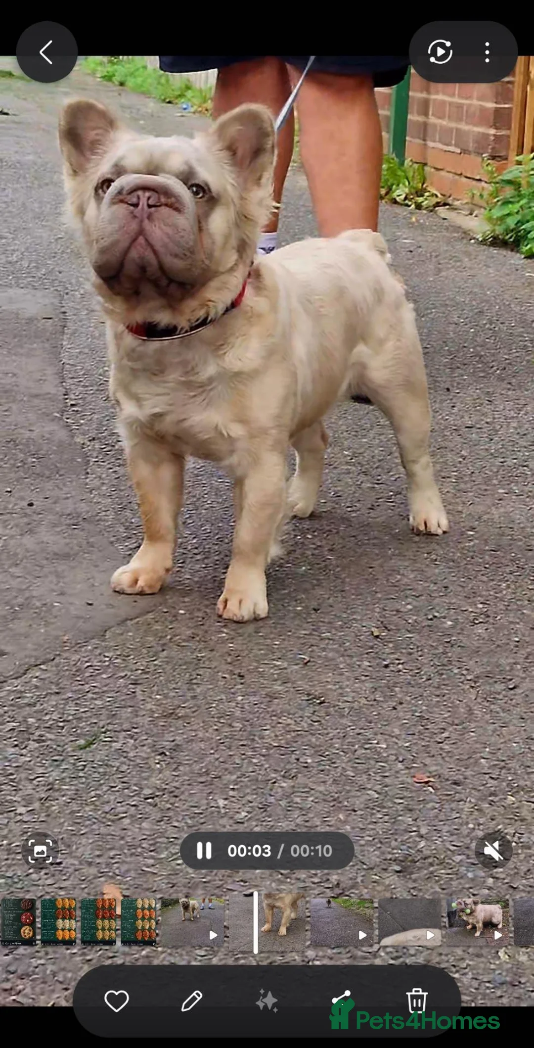 French Bulldog dogs for stud:  **  fluffy french bulldog stud  in Birmingham - Advert 2