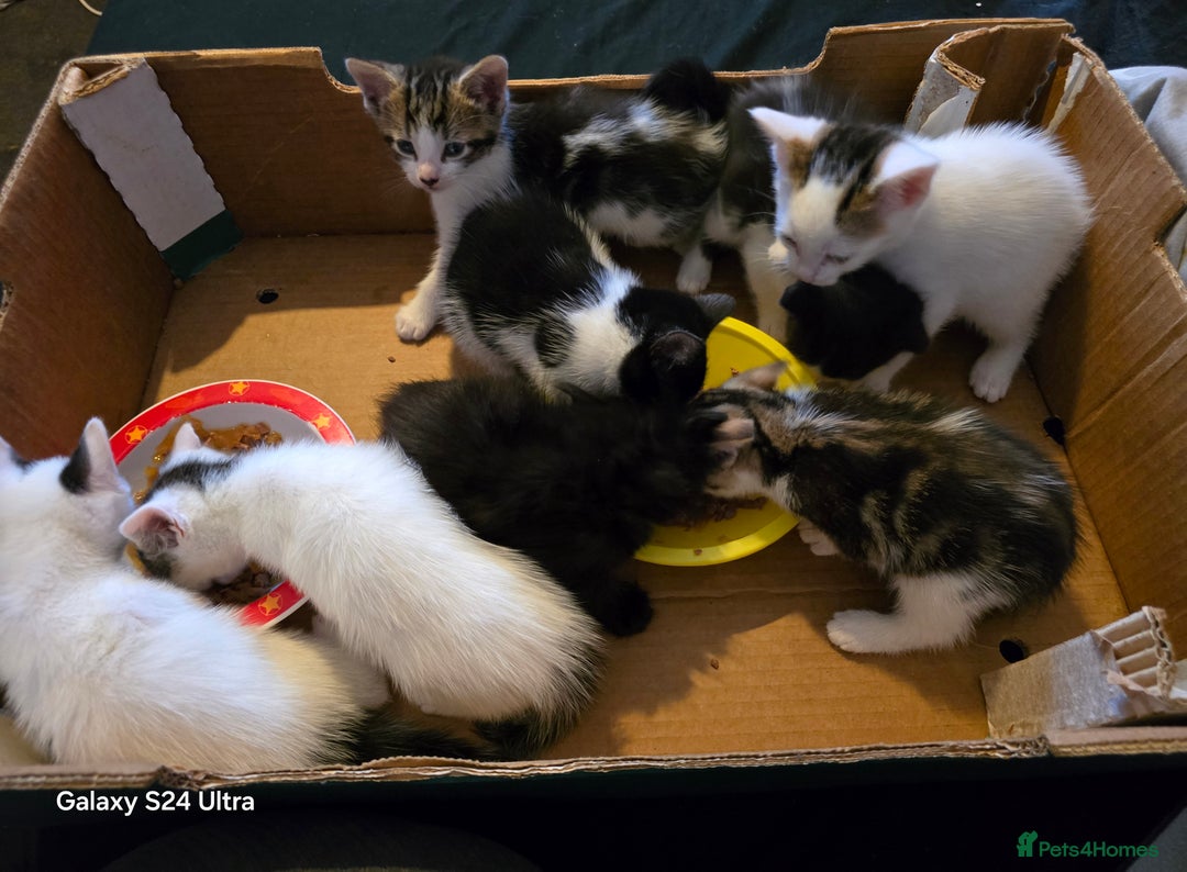 European cats for sale: M9 4ED in Manchester - Image 6