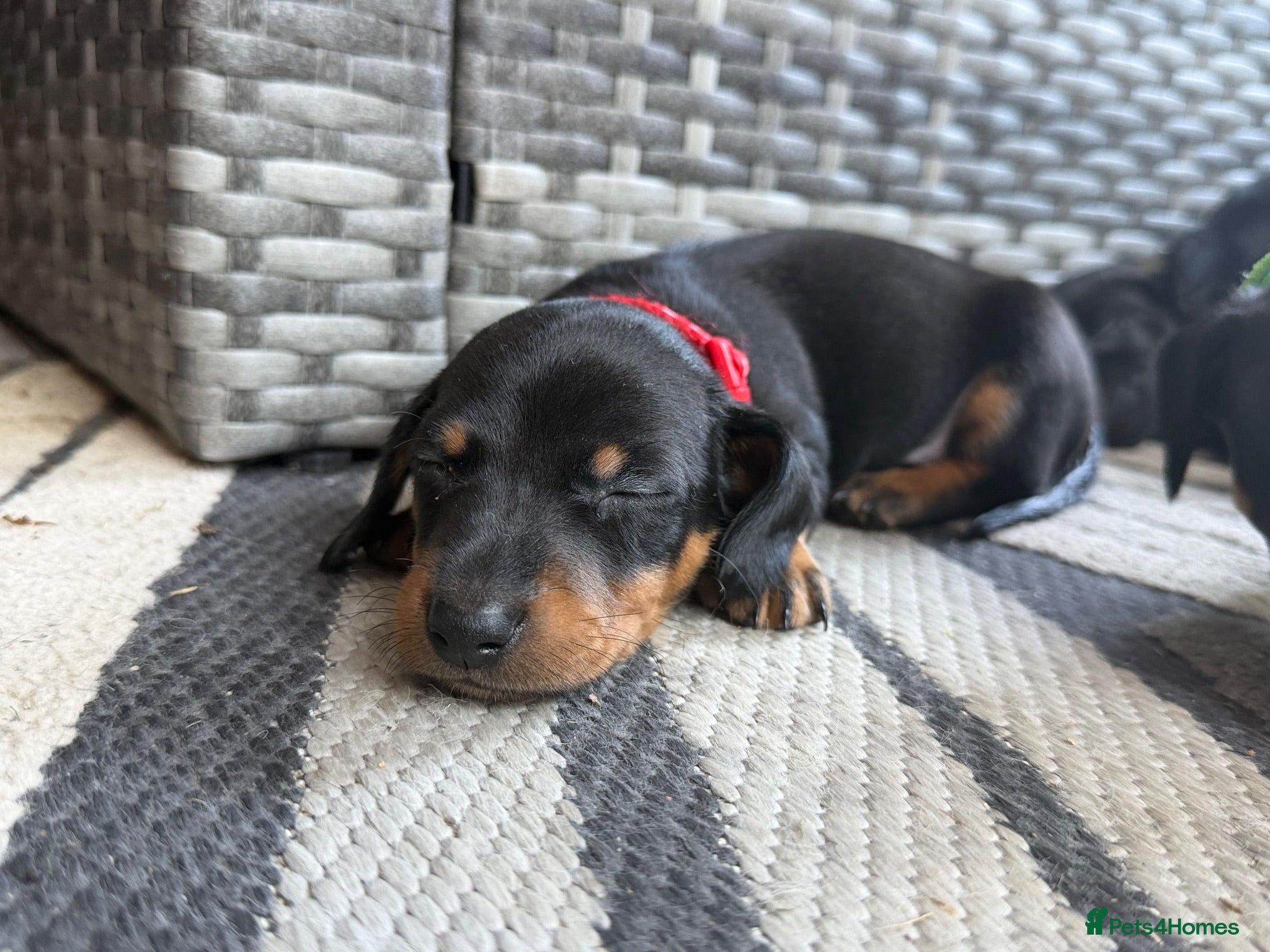 Miniature Dachshund dogs ⭐️⭐️ READY TO LEAVE ⭐️⭐️ - Advert 15