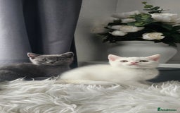 Scottish Fold cats for sale:  Beautiful Scottish Fold Kittens × 2 Males - Image 12