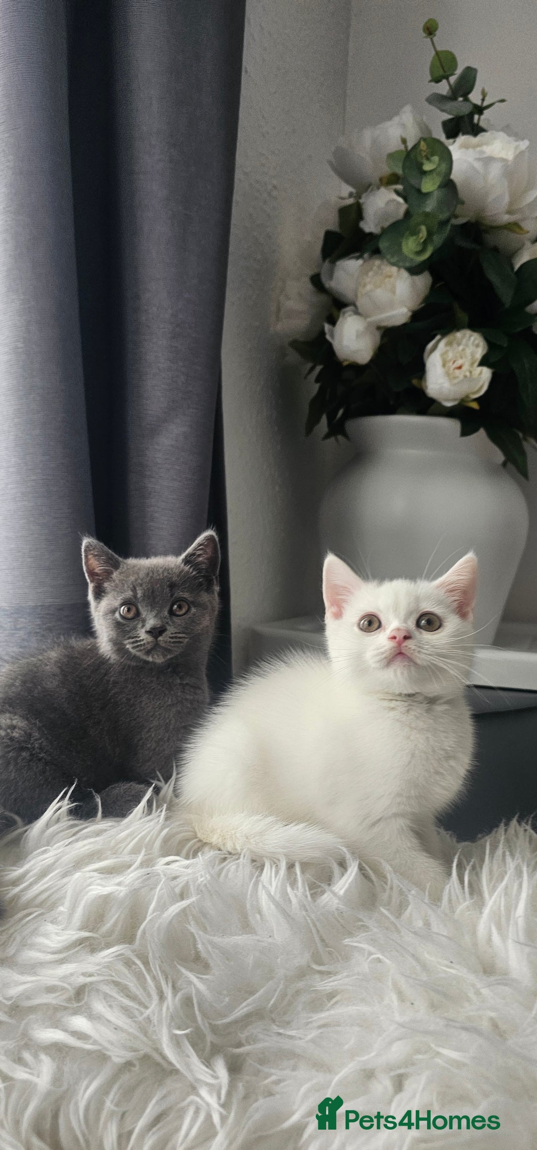 Scottish Fold cats for sale:  Beautiful Scottish Fold Kittens × 2 Males - Image 12