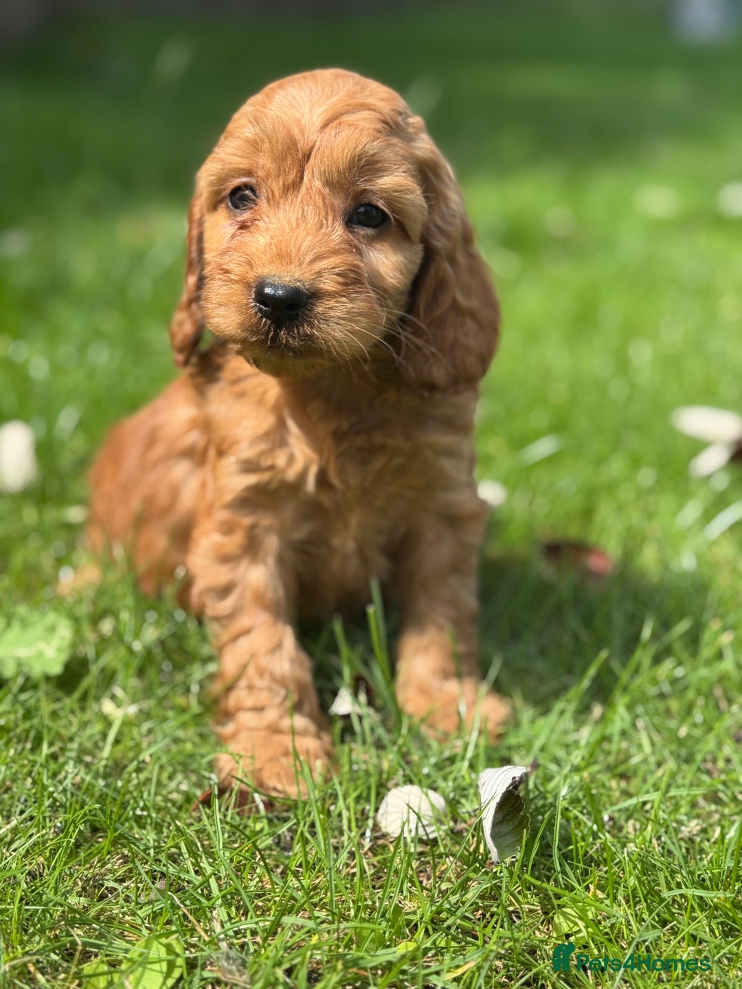 Cockapoo dogs for sale: BEAUTIFUL RED F1 COCKAPOO’S HEALTH TESTED PARENTS  - Image 17
