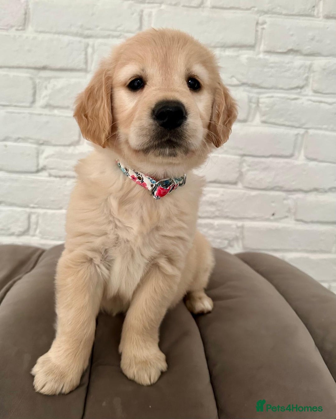 Golden Retriever dogs for sale: Golden retriever puppies READY NOW - Image 17