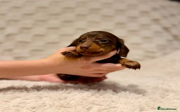 Miniature Dachshund dogs for sale: Long haired chocolate tan dachshunds  - Image 2