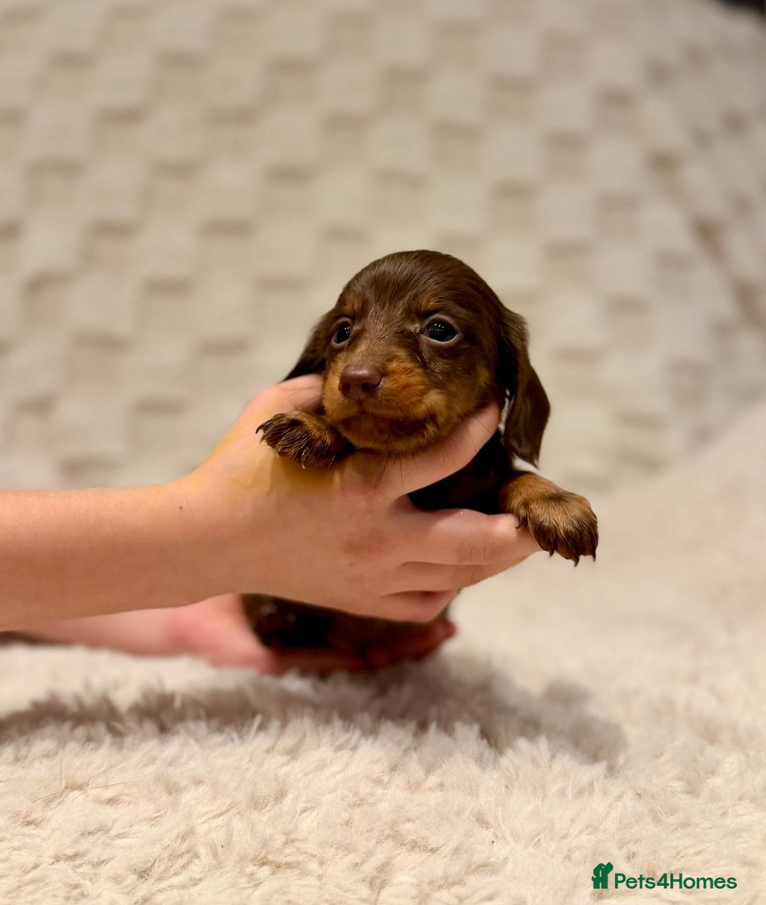 Miniature Dachshund dogs for sale: Long haired chocolate tan dachshunds  - Image 2