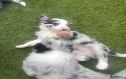 Border Collie dogs for sale: Fluffy long coat Blue merle border collie puppies - Image 6