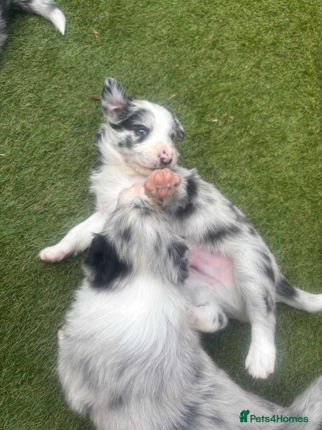 Border Collie dogs for sale: Fluffy long coat Blue merle border collie puppies - Image 6