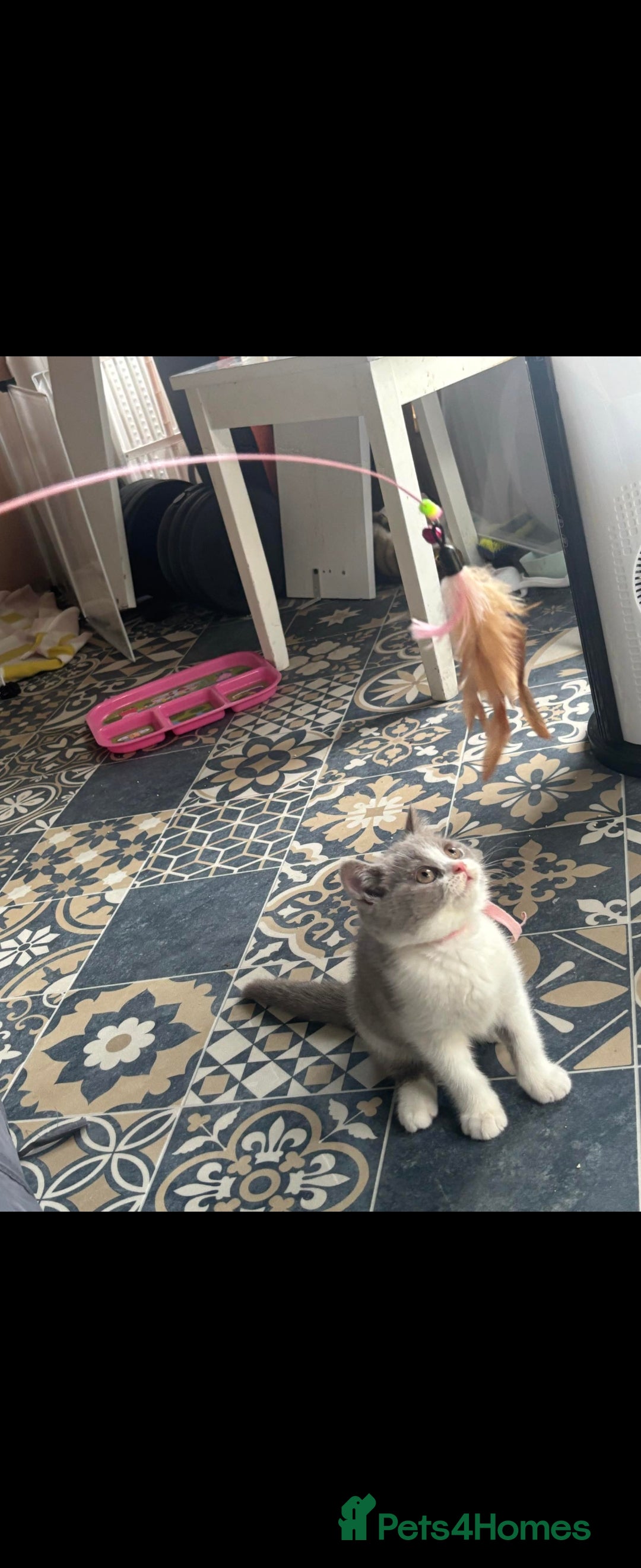 British Shorthair cats for sale: Bsh reading now 1 girl - Image 7