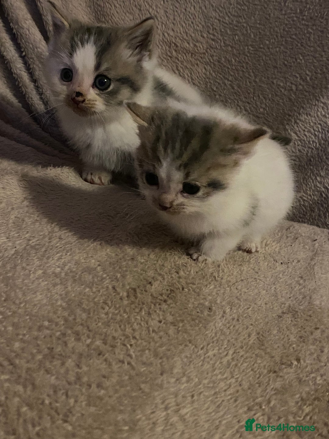 British Longhair cats for sale: Lovely Kittens - Advert 16