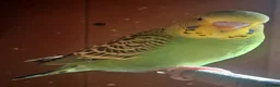 Budgerigars birds for sale: Young budgerigars  - Advert 2