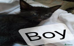 Mixed Breed cats for sale: Beautiful kittens for sale - Advert 2